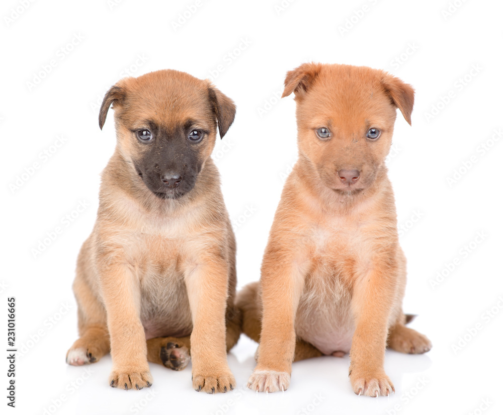 Two mixed breed puppies sitting in front view. isolated on white background