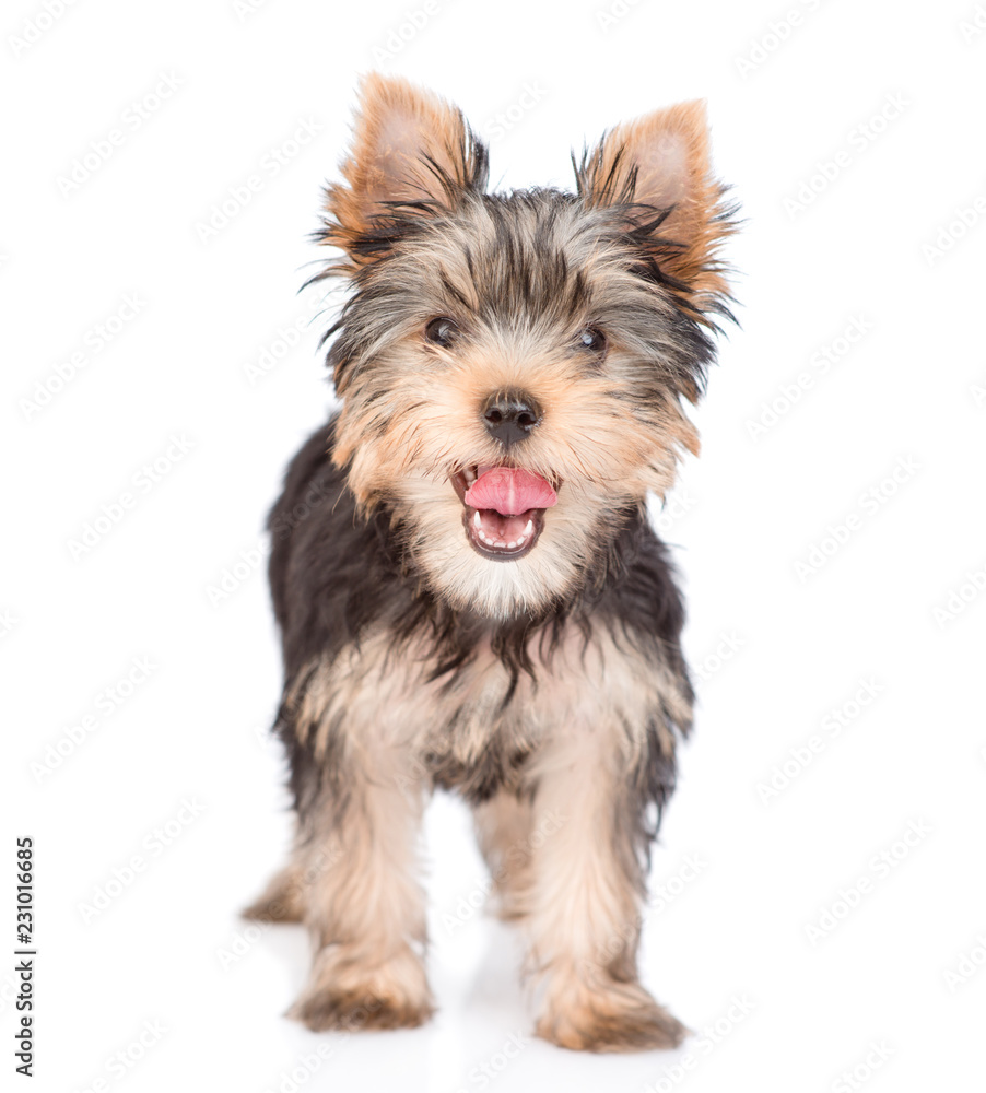 Yorkshire Terrier puppy standing in front view. isolated on white background