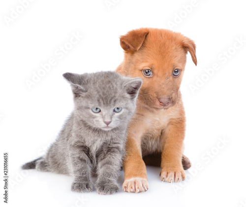 Fototapeta Naklejka Na Ścianę i Meble -  sad mongrel puppy and little kitten sitting together. isolated on white background