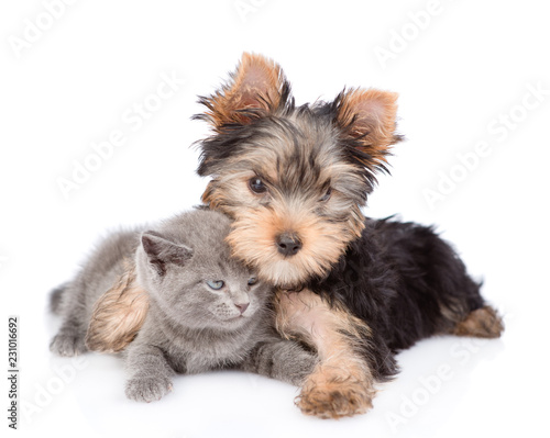 yorkshire terrier hugs little kitten. isolated on white background