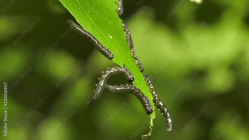 Caterpillars of birch leafminer on birch leaf. Caterpillars of birch leafminer on birch leaf.