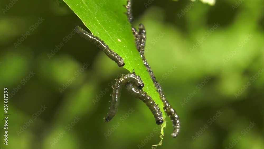 Caterpillars of birch leafminer on birch leaf. Caterpillars of birch leafminer on birch leaf.