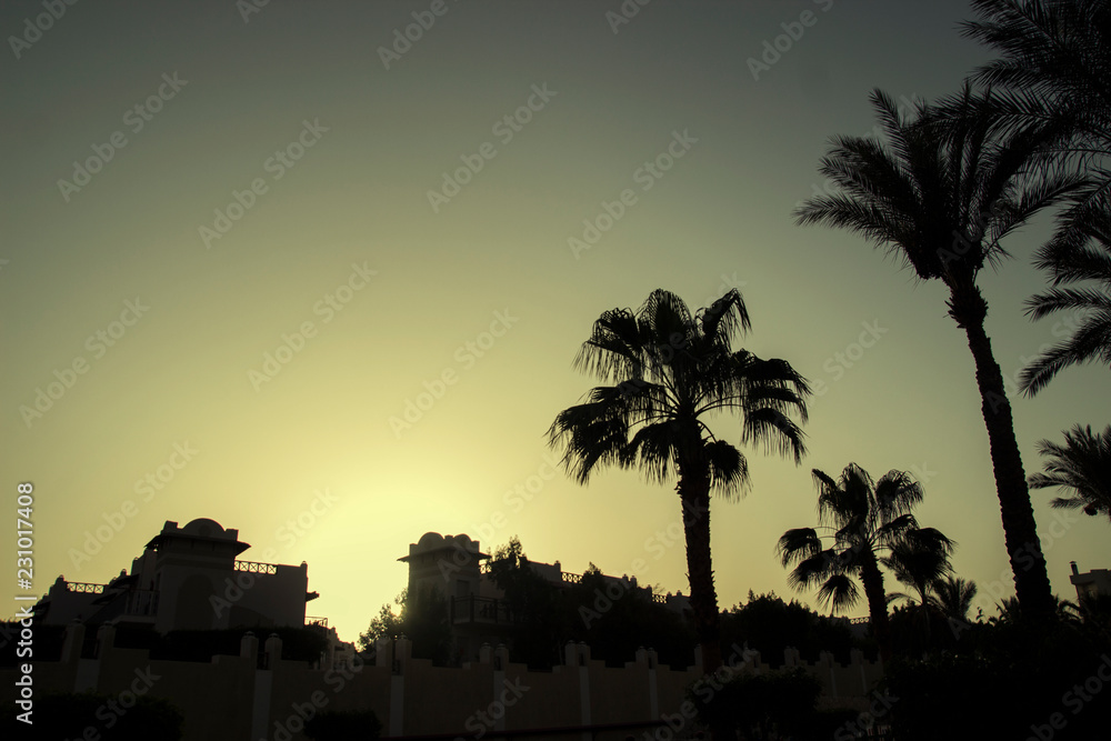 Obraz premium Palm. trees on the sea coast, rest on the sea