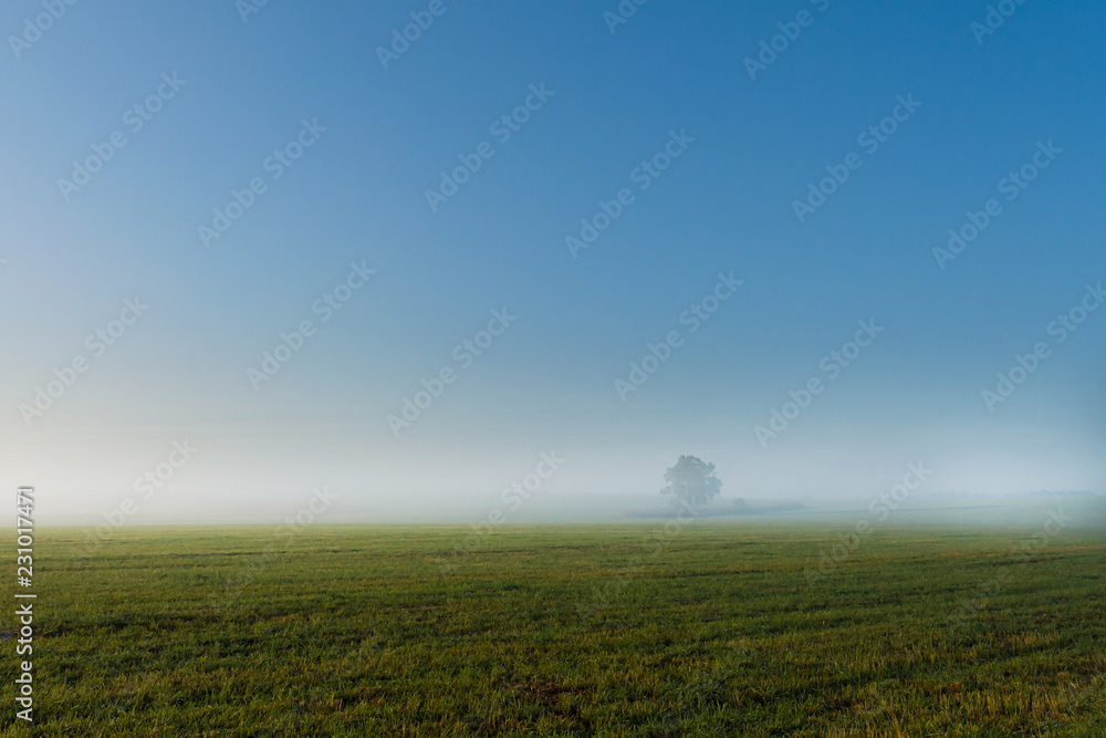 a lone tree in the fog at dawn