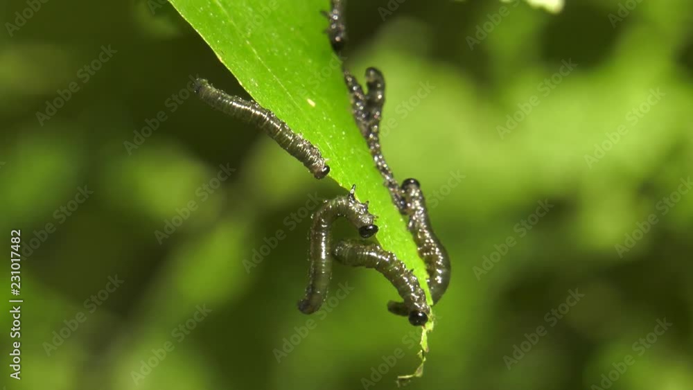Caterpillars of birch leafminer on birch leaf. Caterpillars of birch leafminer on birch leaf.