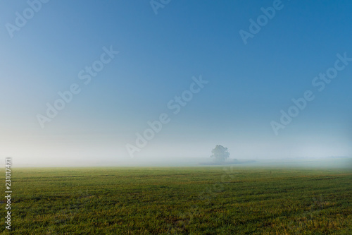 a lone tree in the fog at dawn