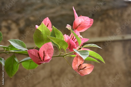 Bougainvillea photo