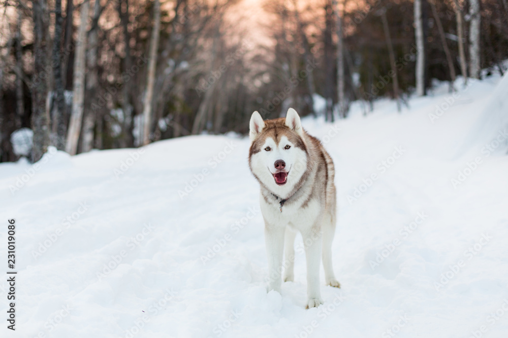 Portrait of standing siberian Husky dog on the snow in winter forest at sunset.
