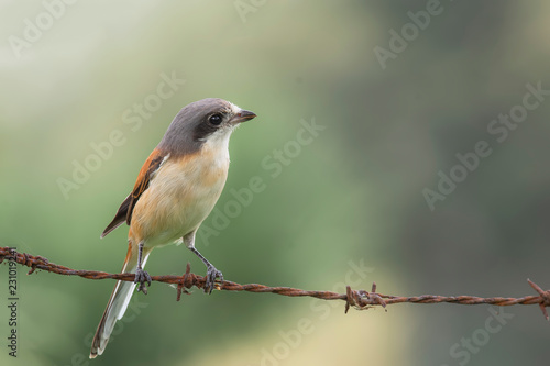 Naughty red bird with grey head long tail and big eyes perching on barbed wire over blur green background in nature, male of Burmese Shrike (Lanius collurioides)