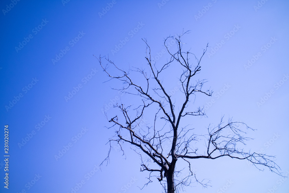 Naked Tree Naked Tree