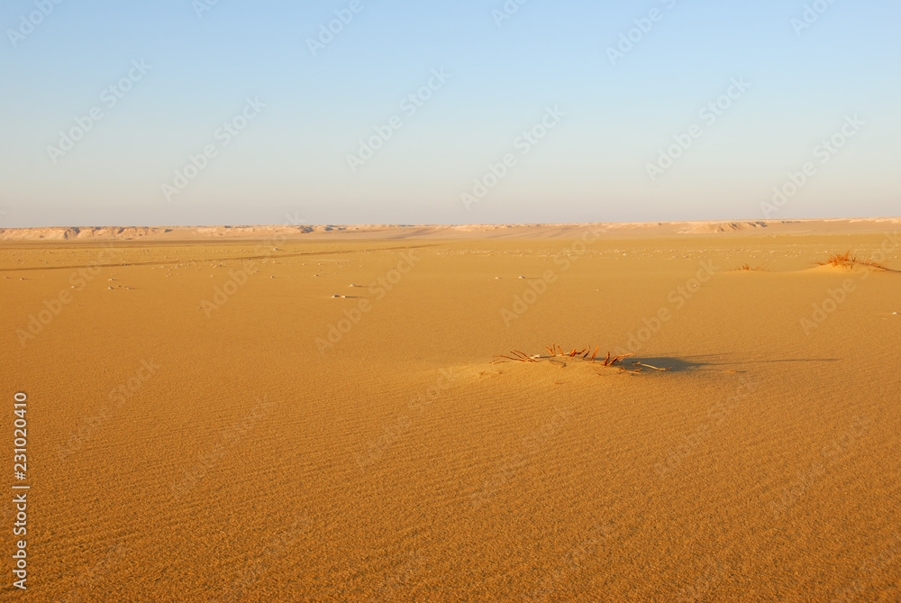 Sahara Desert scenery. Egypt
