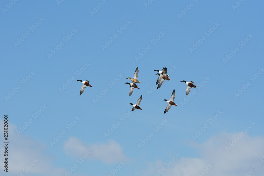 Flight of Northern Shoveler Ducks in a Clear Sky with White Puffy Clouds