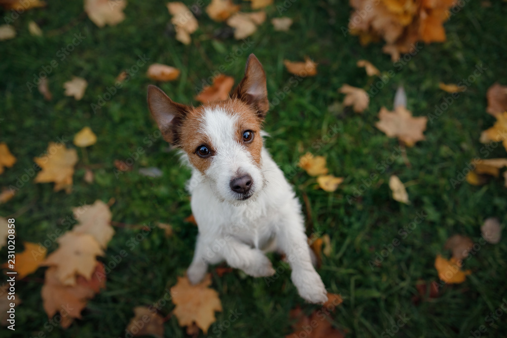 Cute and funny dog in the park in the fall. Pet in nature. Autumn mood. Jack Russell Terrier