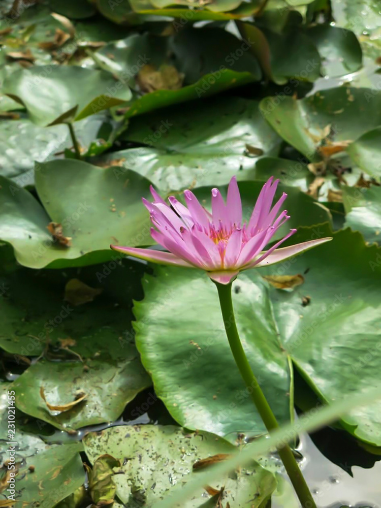 Beautiful purple lotus flowers are blooming Beautiful purple lotus flowers are blooming