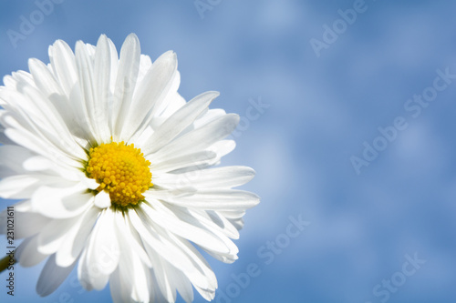 chamomile on a background of clouds