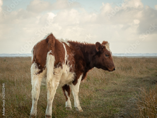 Cows 5 © Raphael Fortier M