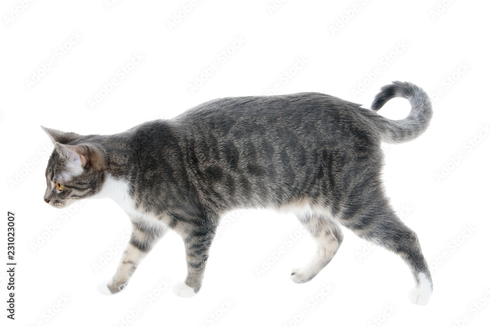 Silver gray 2025 tabby cat