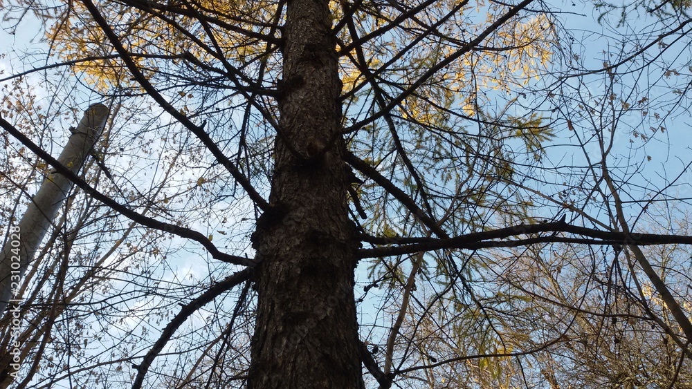 Russia, Moscow, Sokolniki Park, tree trunk