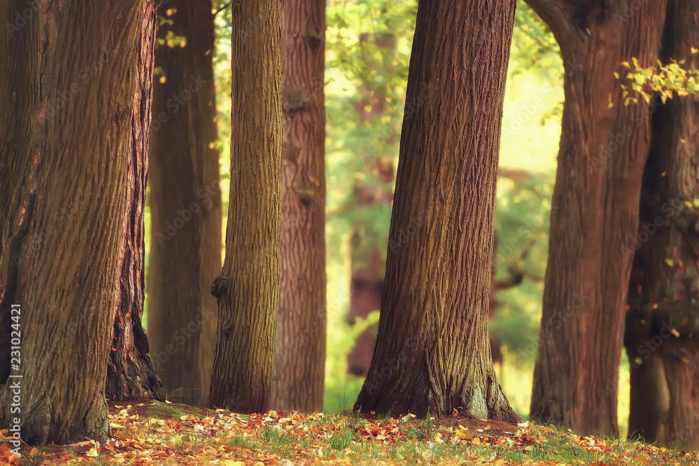 landscape forest sunny autumn day / yellow trees in the landscape Indian summer autumn October landscape forest sunny autumn day / yellow trees in the landscape Indian summer autumn October