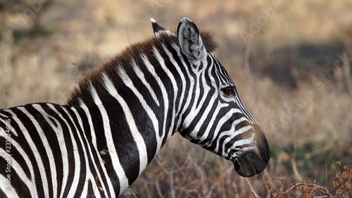 zebre, Serengeti park, Tanzanie