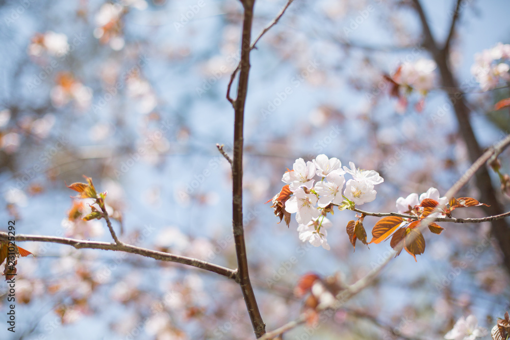Cherry or japanese sakura blossom in spring, Sakura flowers on blue sky Background Cherry or japanese sakura blossom in spring, Sakura flowers on blue sky Background