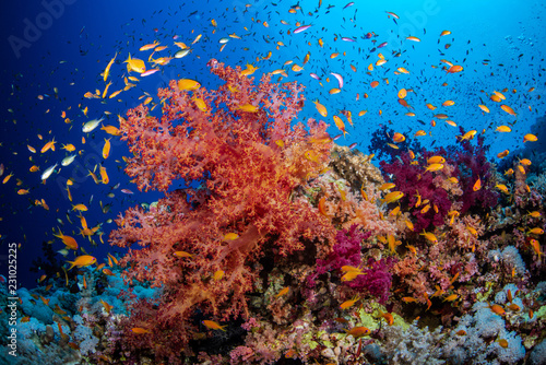 Bunte Korallen an einem Korallenriff im Roten Meer, Ägypten