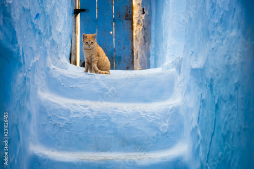 Curious cat in front of blue stairs in Chefchaouen, Morocco © Marko Rupena