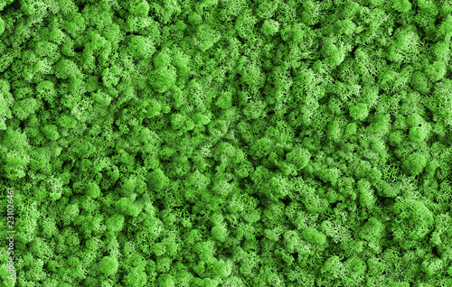 Green Seamless Moss