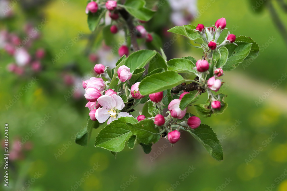 Apfelblüten_Apfelblüte_mit Spinnenwebe_apple blossom Apfelblüten_Apfelblüte_mit Spinnenwebe_apple blossom