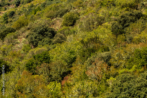 Fototapeta Naklejka Na Ścianę i Meble -  forêt en automne 