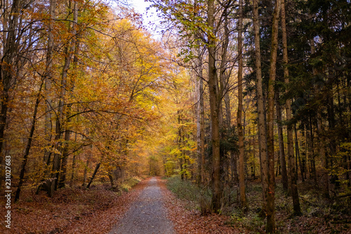 Herbstwald © Hans