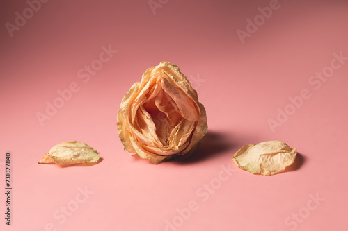 The concept of low libido. Wilted rose on pastel background photo
