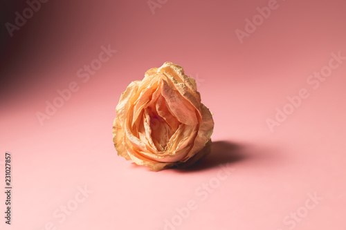 The concept of low libido. Wilted rose on pastel background