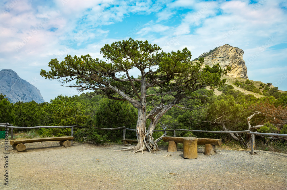 Juniper tree in the mountains, Sudak district, Crimea