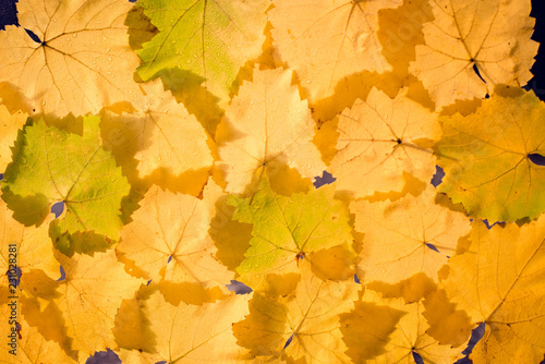 yellowed grape leaves