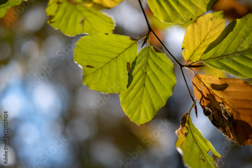 bunte Herbstblätter