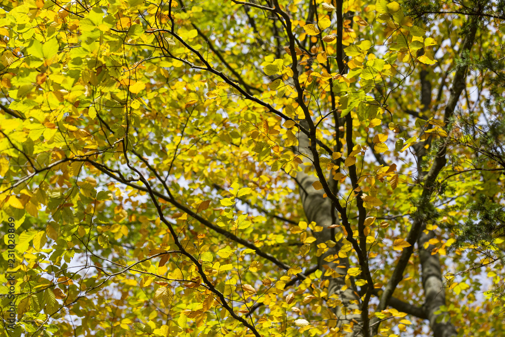 Herbstlaub Herbstlaub