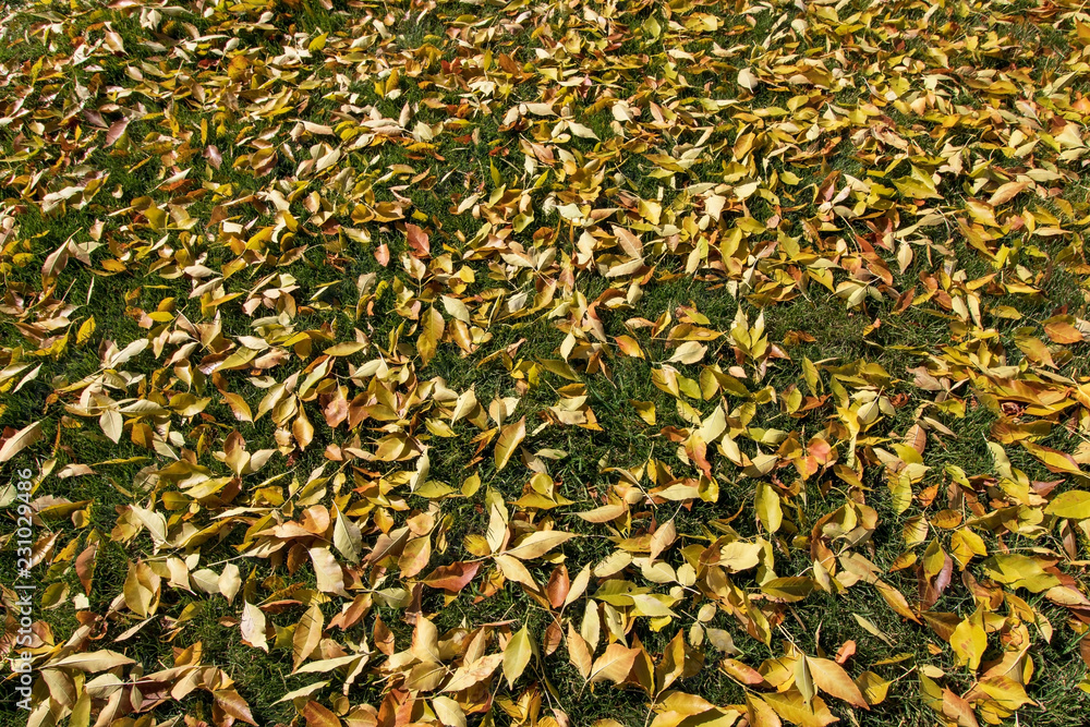 Leaves on the ground in fall. Leaves on the ground in fall.