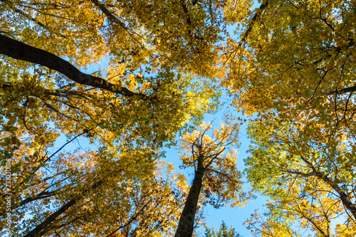 Look up in amazing autumn forest