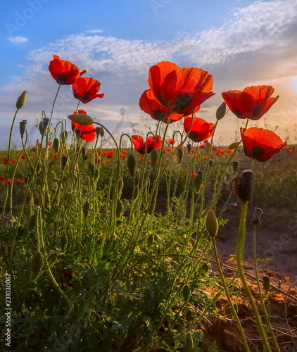 Poppies bloom in the steppe. Blooming steppe in the spring. Poppy flowers close up.