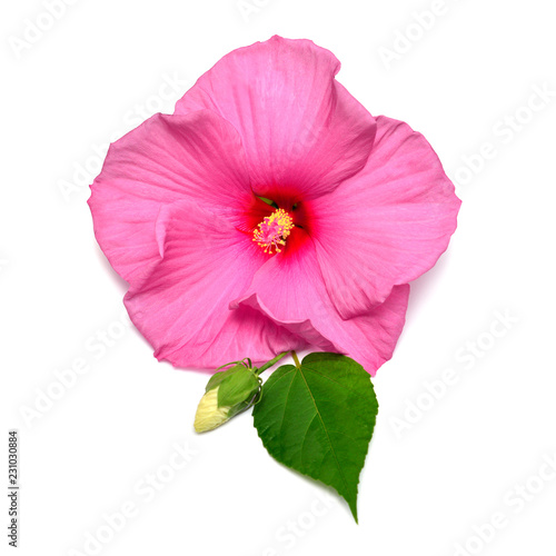 Pink hibiscus flower with bud and leaf isolated on white background. Flat lay, top view