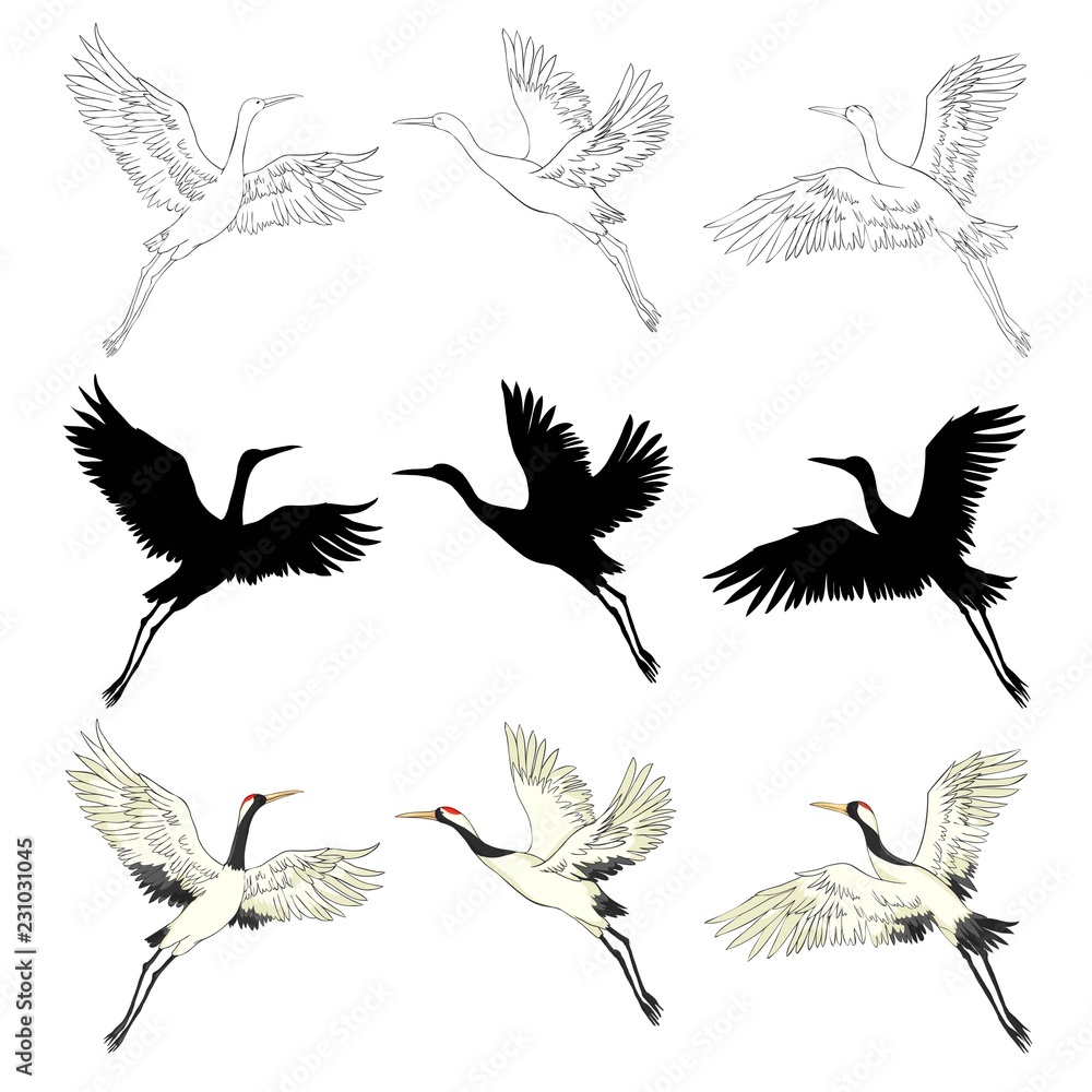 Wild birds in flight. Animals in nature or in the sky. Cranes or Grus and stork or shadoof and Ciconia with wings. engraved sketch hand drawn in vintage style. Wild birds in flight. Animals in nature or in the sky. Cranes or Grus and stork or shadoof and Ciconia with wings. engraved sketch hand drawn in vintage style.
