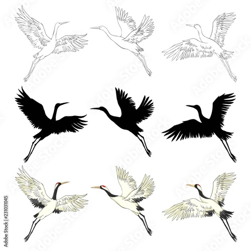 Wild birds in flight. Animals in nature or in the sky. Cranes or Grus and stork or shadoof and Ciconia with wings. engraved sketch hand drawn in vintage style.