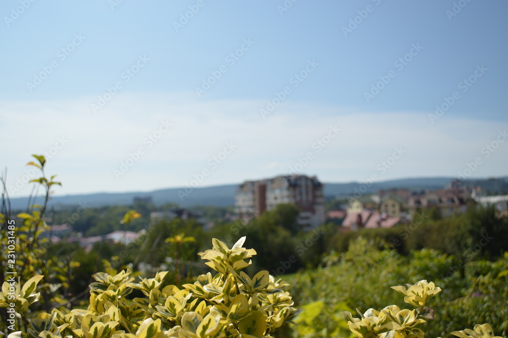 landscape with flowers and blue sky