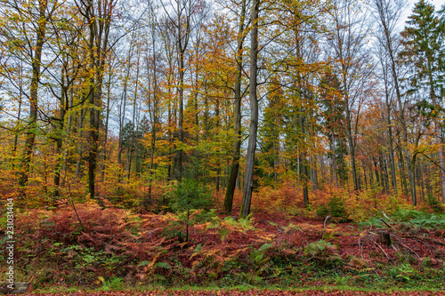 Herbstwald im Solling