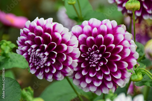Purple and White Dahlias