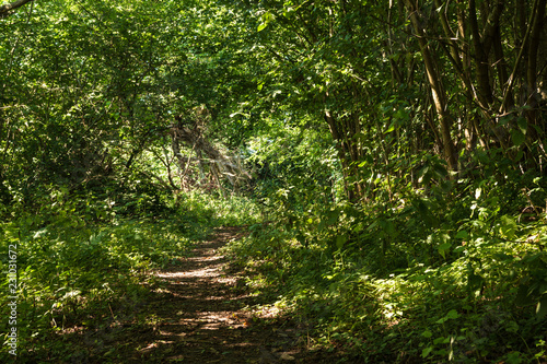A woodland footpath through Pannel Wood between Icklesham and Winchelsea  East Sussex  England