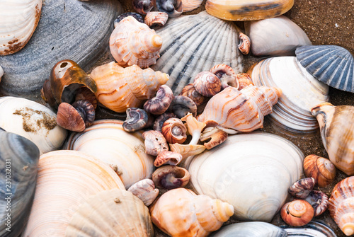 A collection of shells on a New Zealand Beach.
