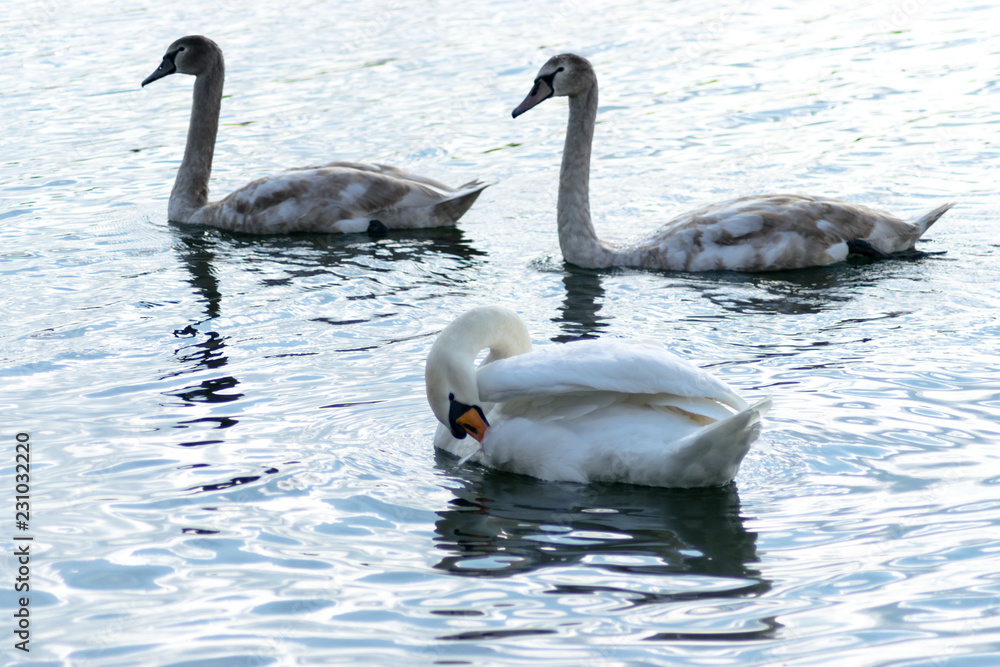 Fototapeta premium Swan Family