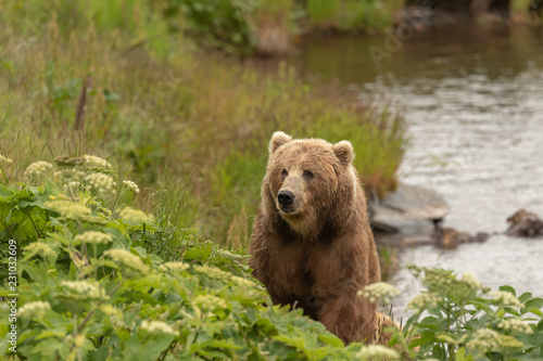Kodiak Bear © Eric